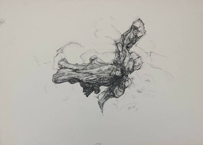 Root - Black Ink (25x35cm, 1973)