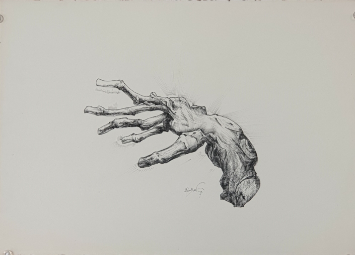 Grapevine branch - Black Ink (25x35cm, 1973)