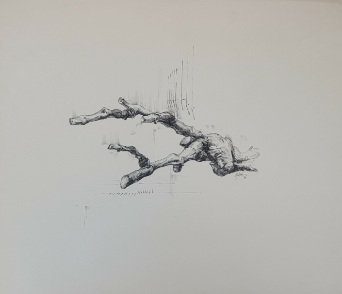 Grapevine branch - Black Ink (34x40cm, 1974)