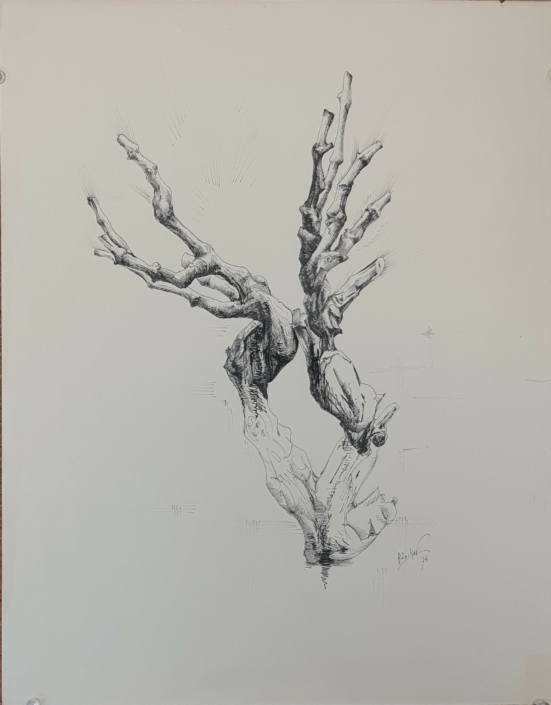 Grapevine branch - Black Ink (40x32cm, 1974)