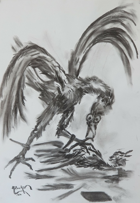 Rooster - Charcoal / Soft Pencil (50x35cm, 2000)